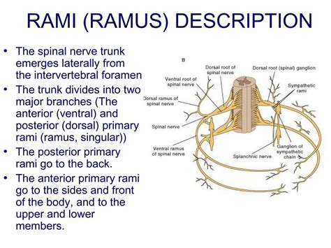 anterior primary rami|anterior vs posterior rami.